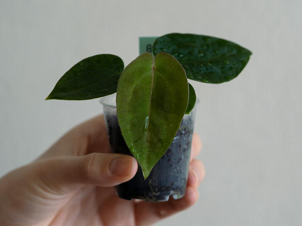Anthurium Michelle x Papillilaminum zaailing #8, Overige soorten, Minder dan 100 cm, Groene kamerplant, Halfschaduw