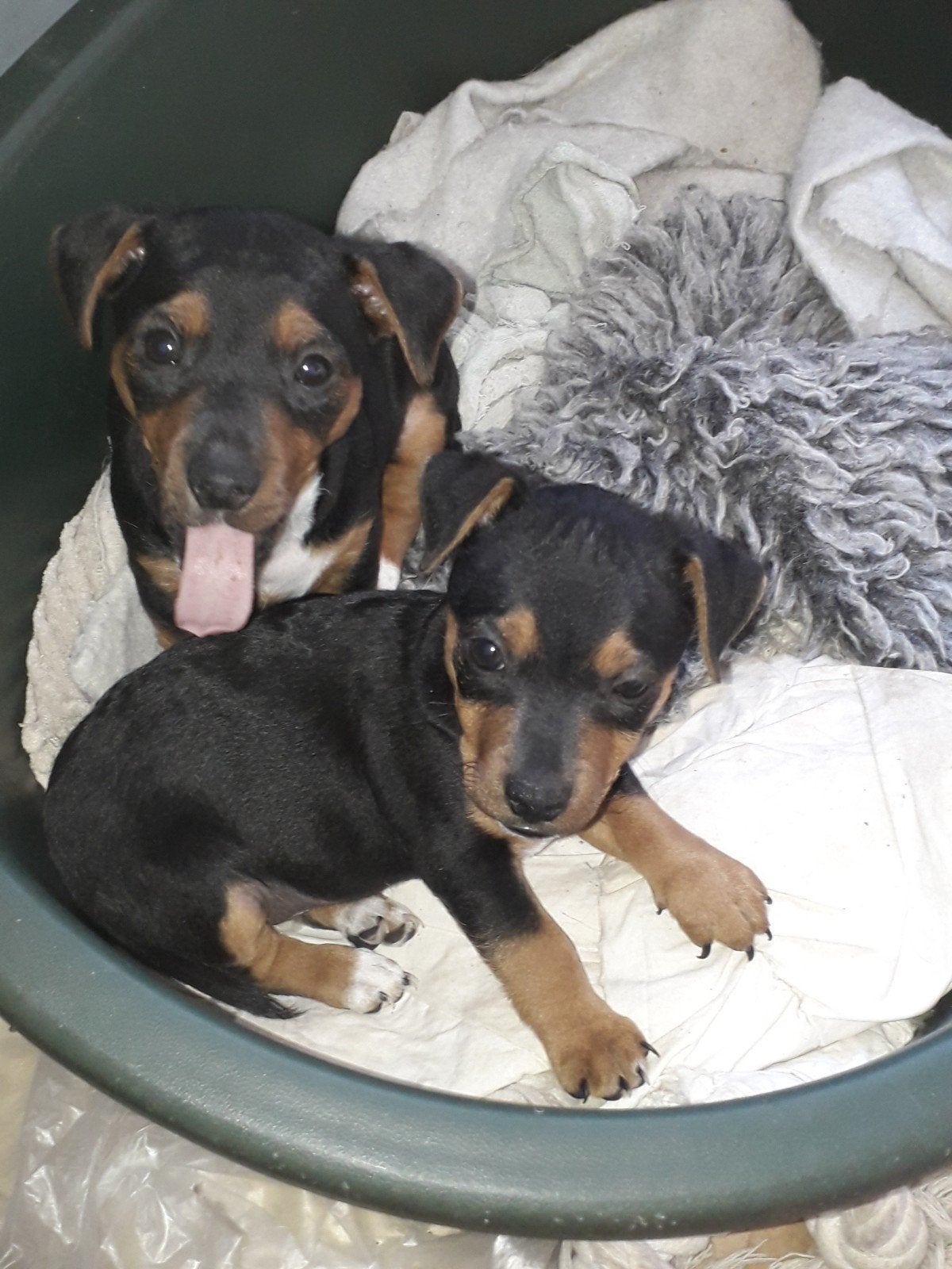 black tan puppy's jackrussel ze blijven klein, CDV (hondenziekte), Jack Russell Terriër, 8 tot 15 weken, Meerdere