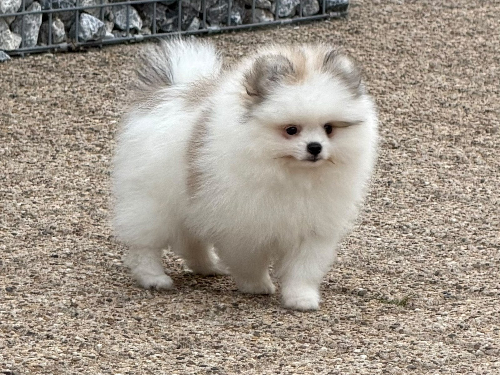 100% pomeriaan pup/puppy teefje BEIDE ouders aanwezi, Keeshond, 8 tot 15 weken, CDV (hondenziekte), Teef