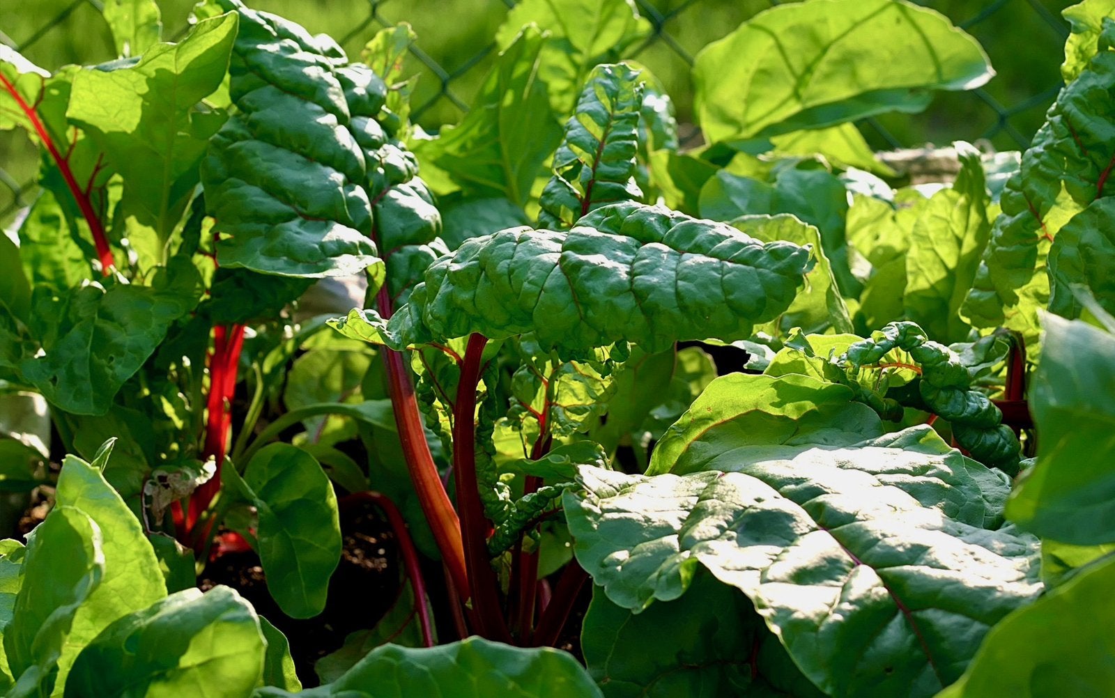 SNIJBIET uit Biologische moestuin Warmoes, Vergeten groente, Ophalen, Groenteplanten, Tweejarig, Halfschaduw