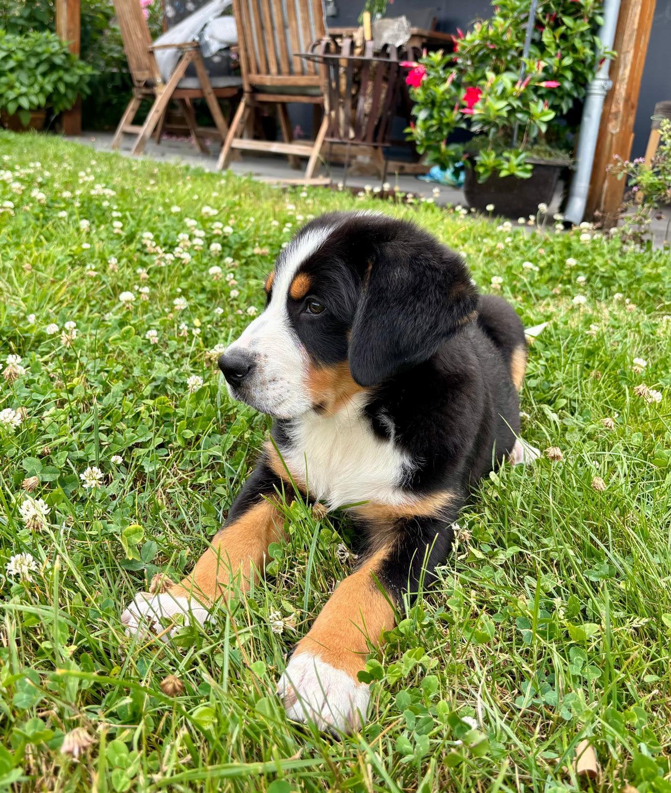 grote Zwitserse sennen pups, Parvo, Meerdere, Meerdere dieren, Nederland
