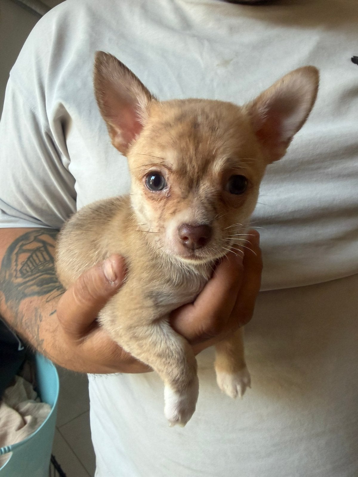 🌸Prachtige chihuahua pups, Dieren en Toebehoren, 8 tot 15 weken, Meerdere, Meerdere dieren, Chihuahua