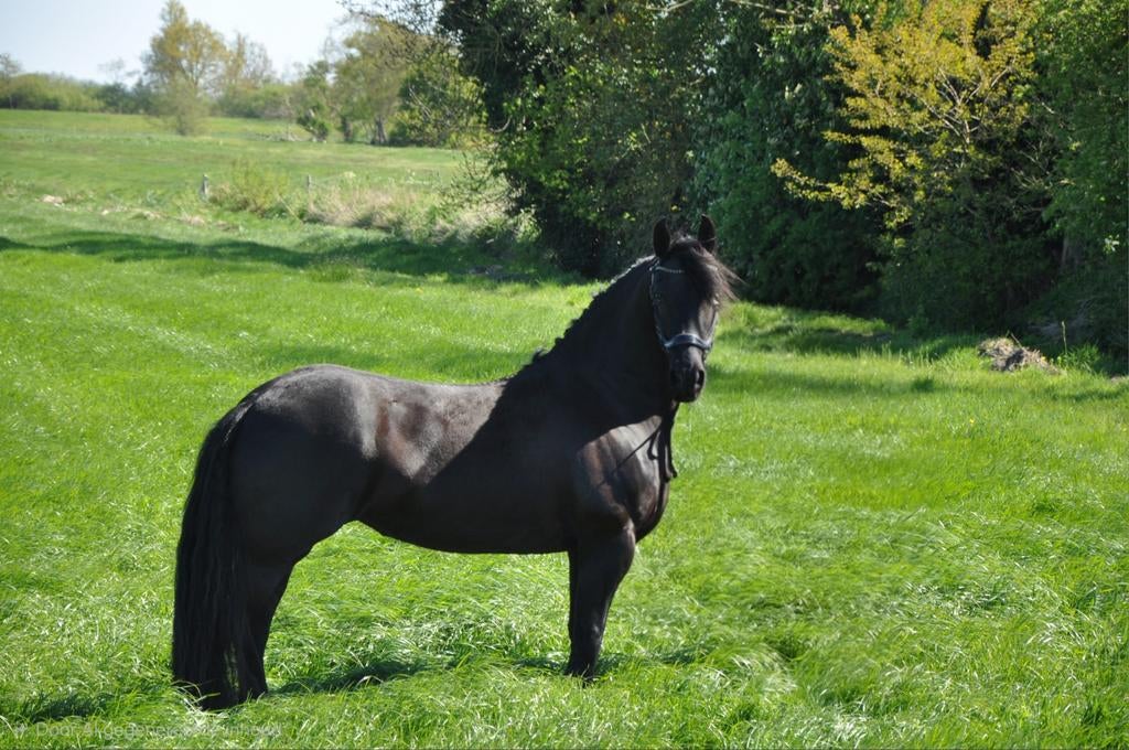 Fries paard, stamboek merrie, Dieren en Toebehoren, Paarden, Merrie, Minder dan 160 cm, 7 tot 10 jaar, Recreatiepaard