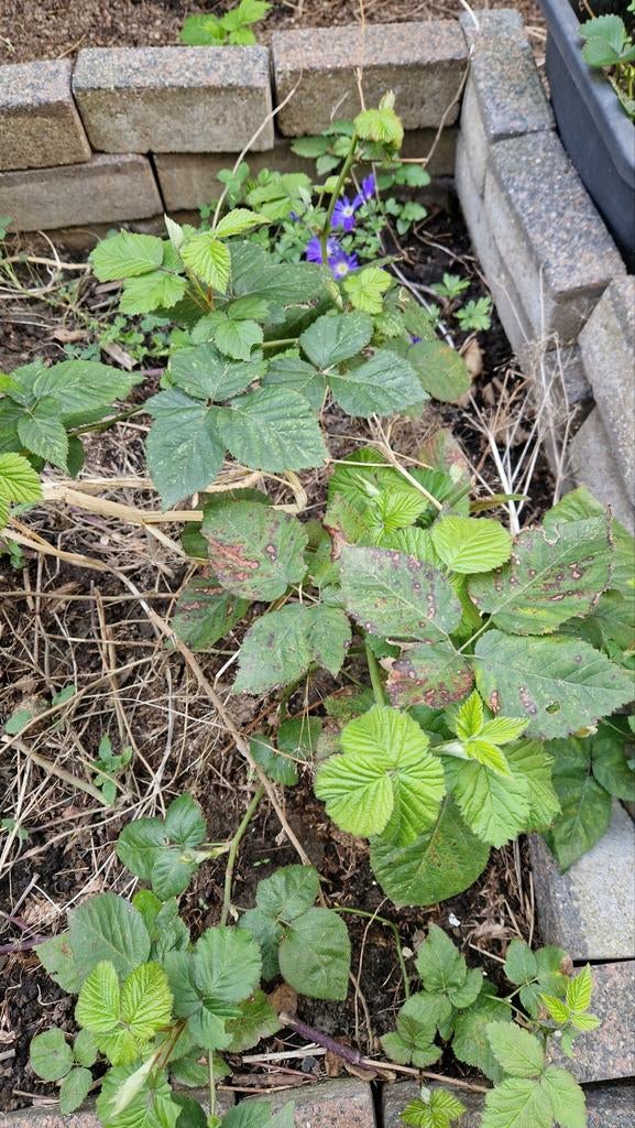 Biologische doornloze braam, Ophalen, Minder dan 100 cm, Overige soorten