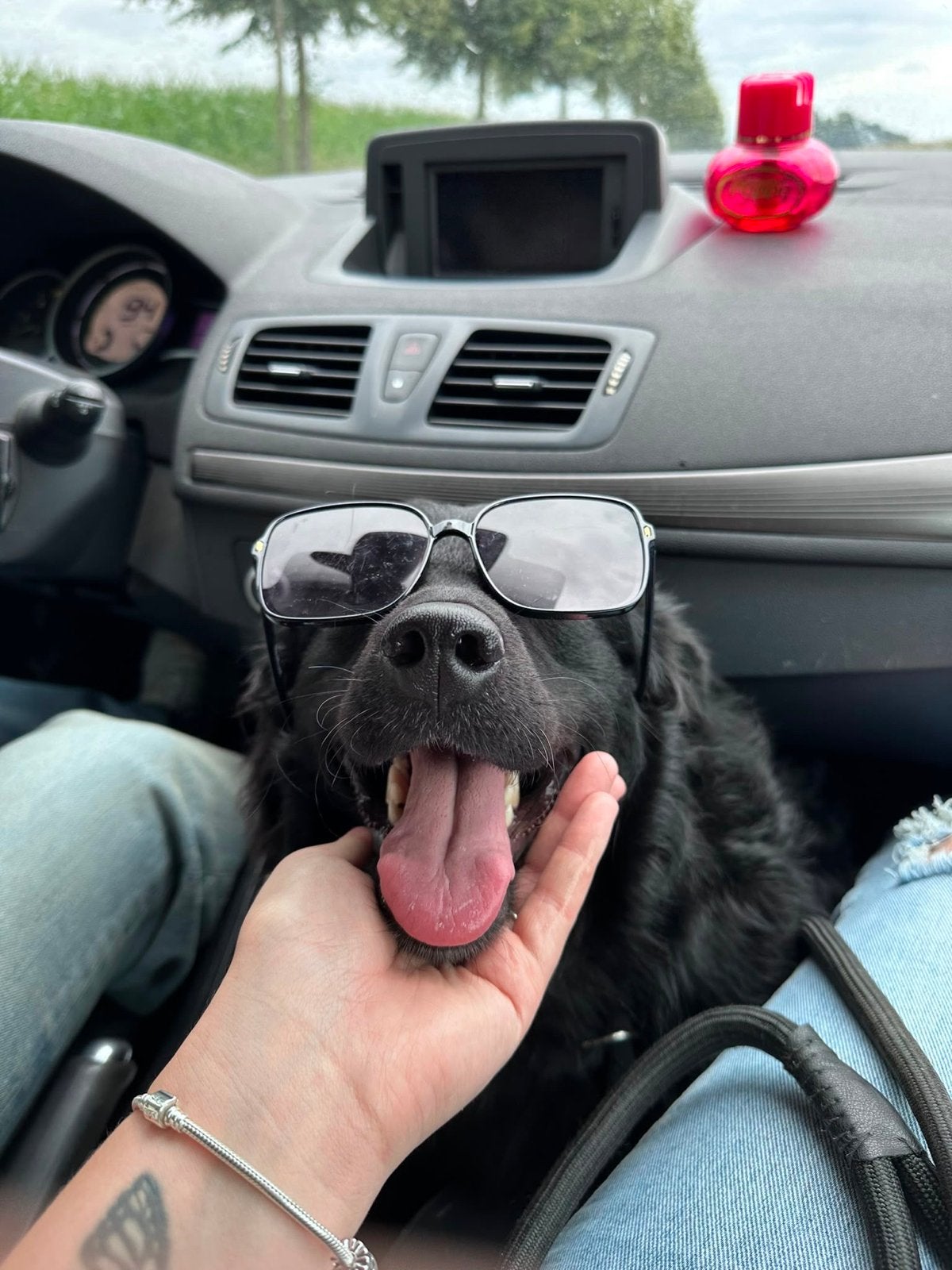 Nieuw huisje voor onze joris flat coated retriever mix, Dieren en Toebehoren, Honden | Niet-rashonden, Reu, Eén hond, Nederland