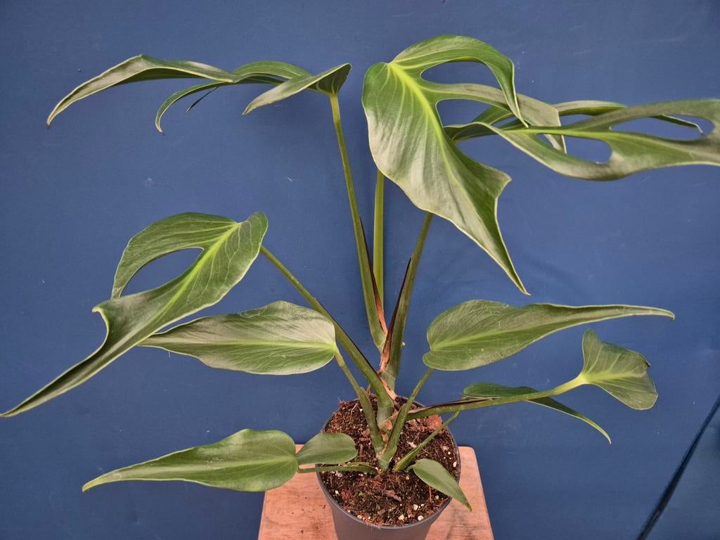 Monstera Burle Marx Flame xl p17 (5), Ophalen of Verzenden, Halfschaduw, Minder dan 100 cm