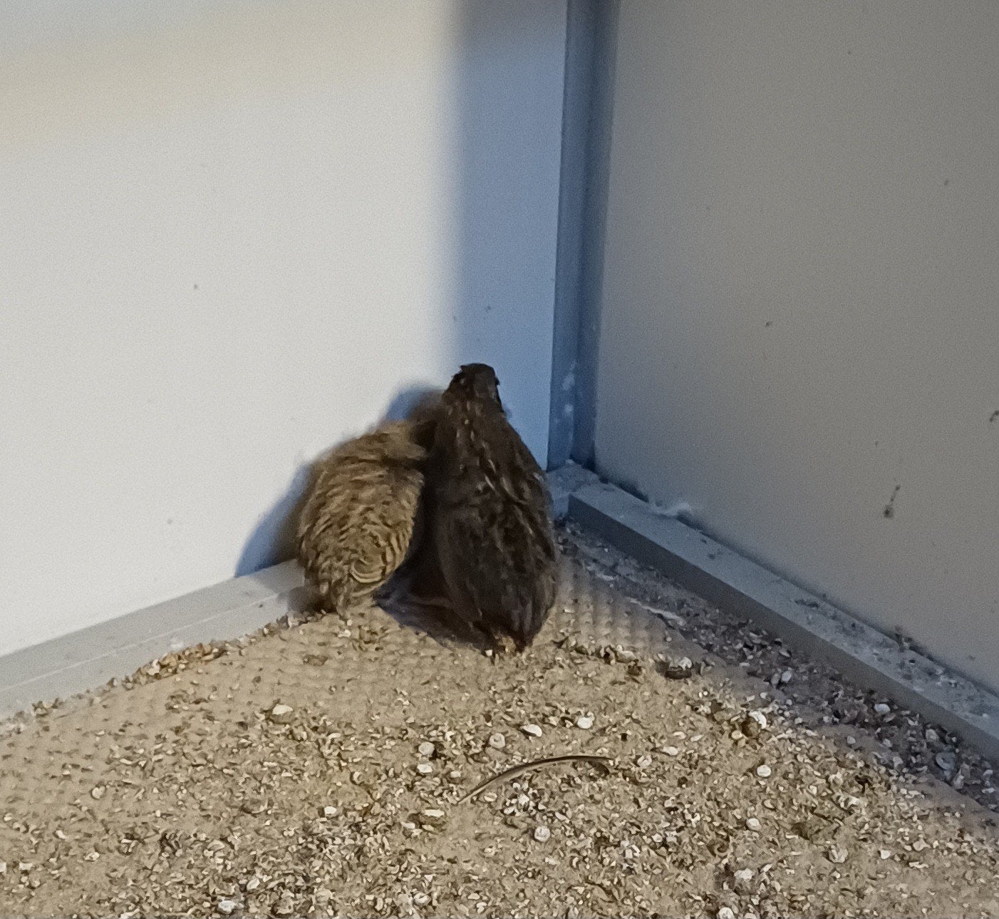 koppeltje kwartels, Meerdere dieren