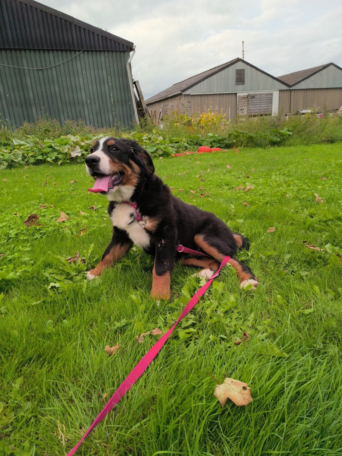 mooie bernesene pup. een teefje., Dieren en Toebehoren, Honden | Niet-rashonden, 8 tot 15 weken, Teef, Eén hond, HCC (leverziekte)