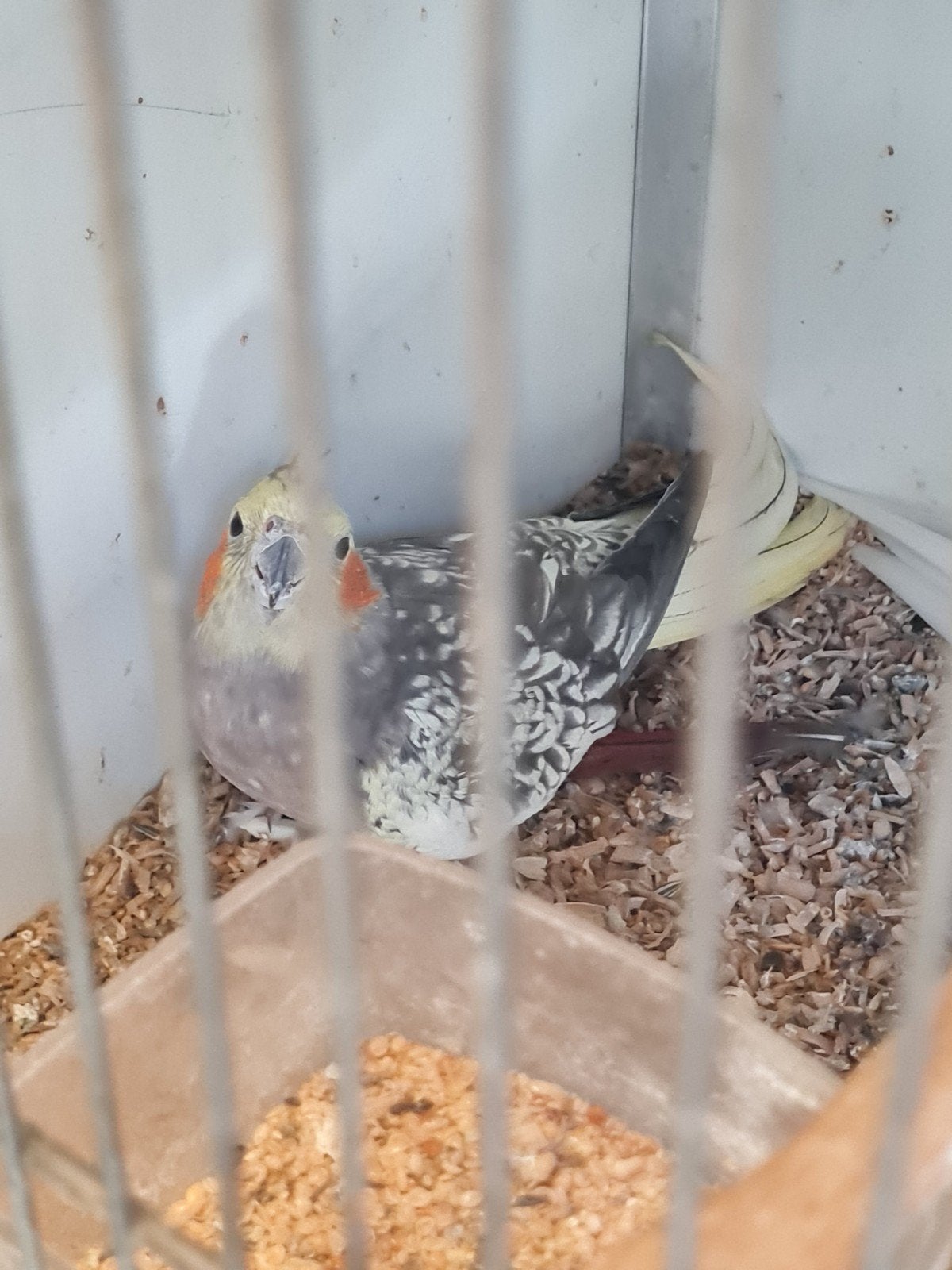 valkparkiet koppel, Dieren en Toebehoren