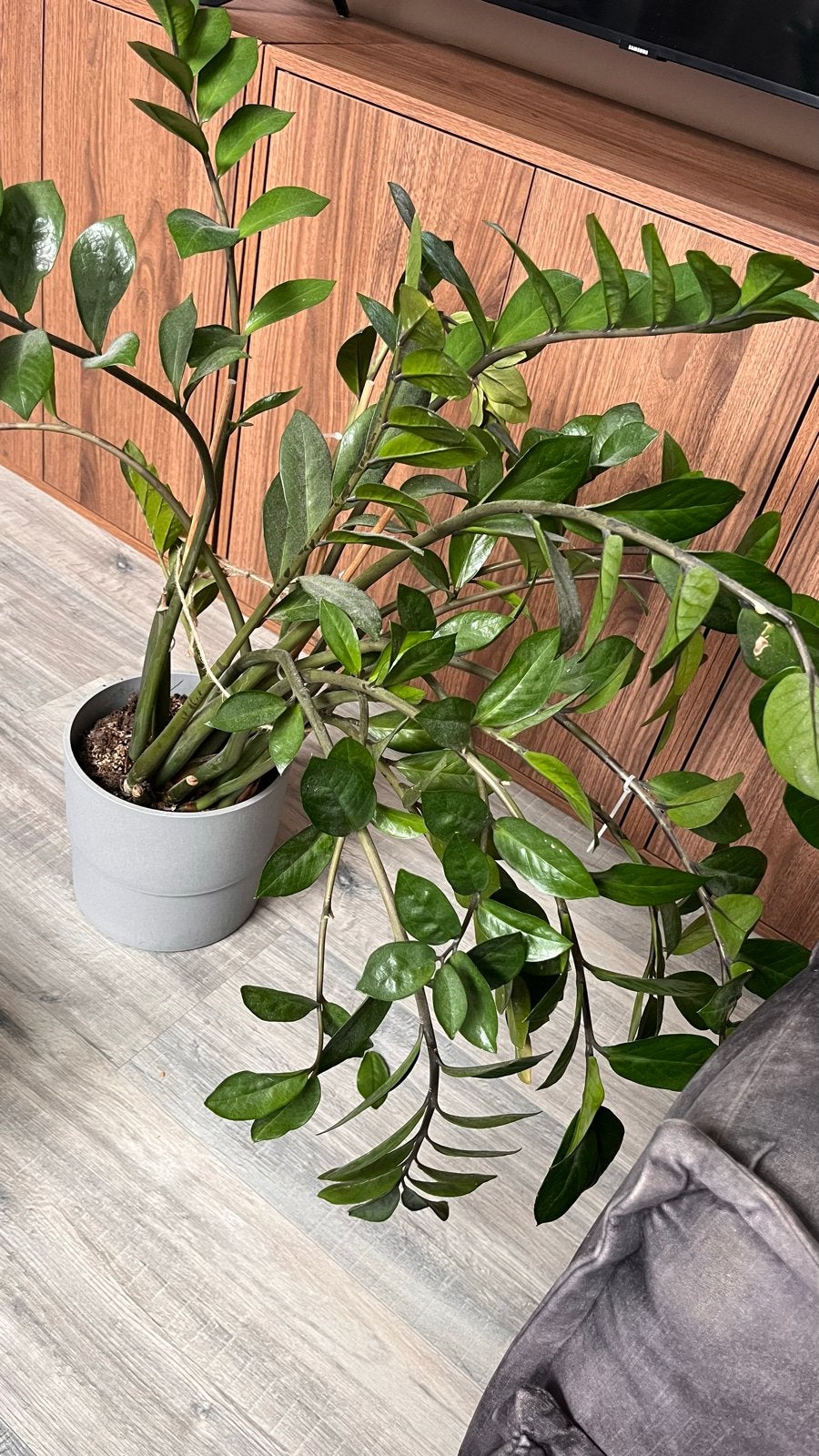 Grote Zamioculcas Zamiifolia (ZZ-plant), Huis en Inrichting, Kamerplanten, Ophalen, Overige soorten, Halfschaduw, Minder dan 100 cm