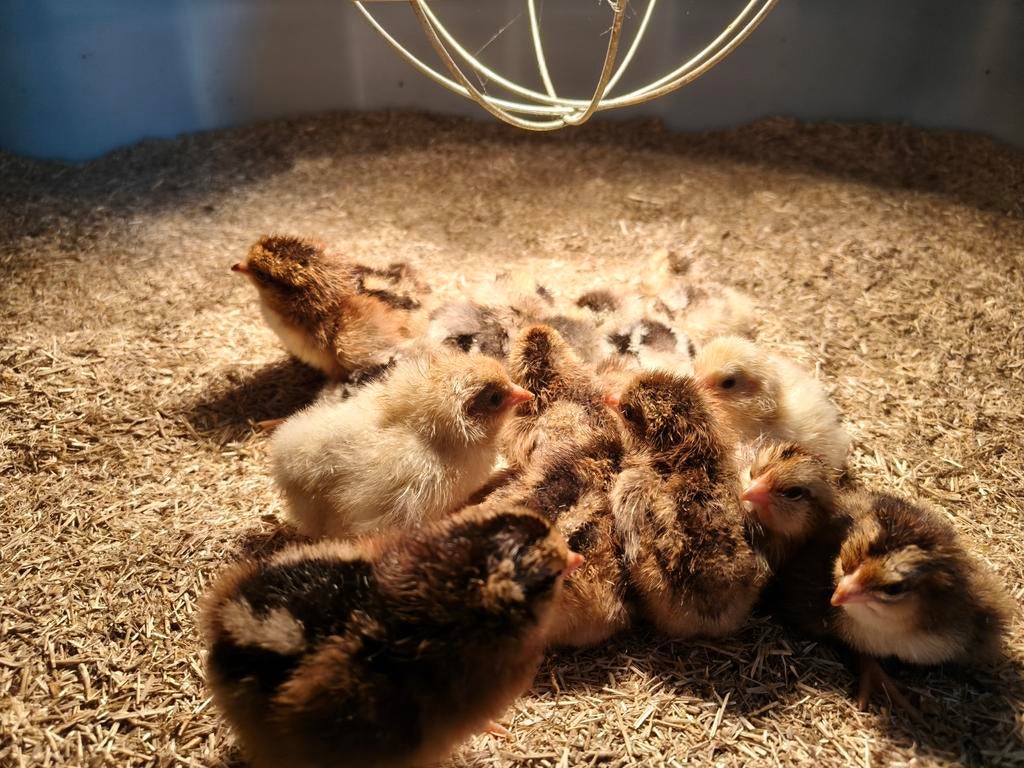 Kuikens legkip, Dieren en Toebehoren, Geslacht onbekend, Kip
