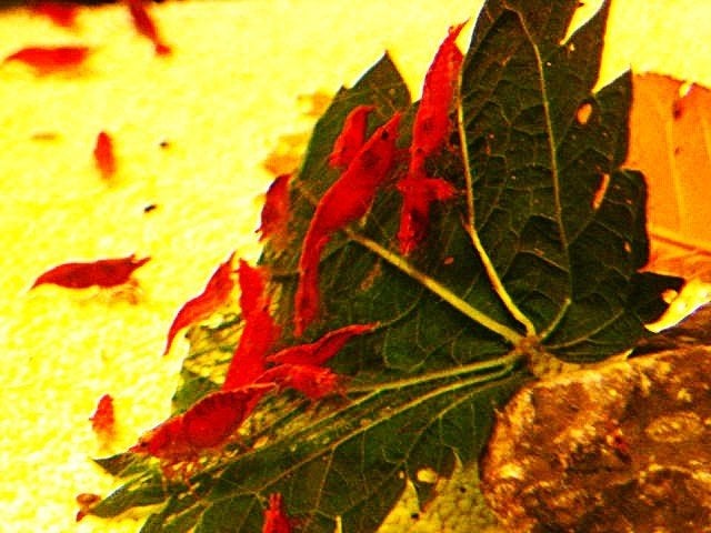 mooie red sherry garnalen diep rood  ook verzenden nu 1,25, Kreeft, Krab of Garnaal, Zoetwatervis, Schoolvis