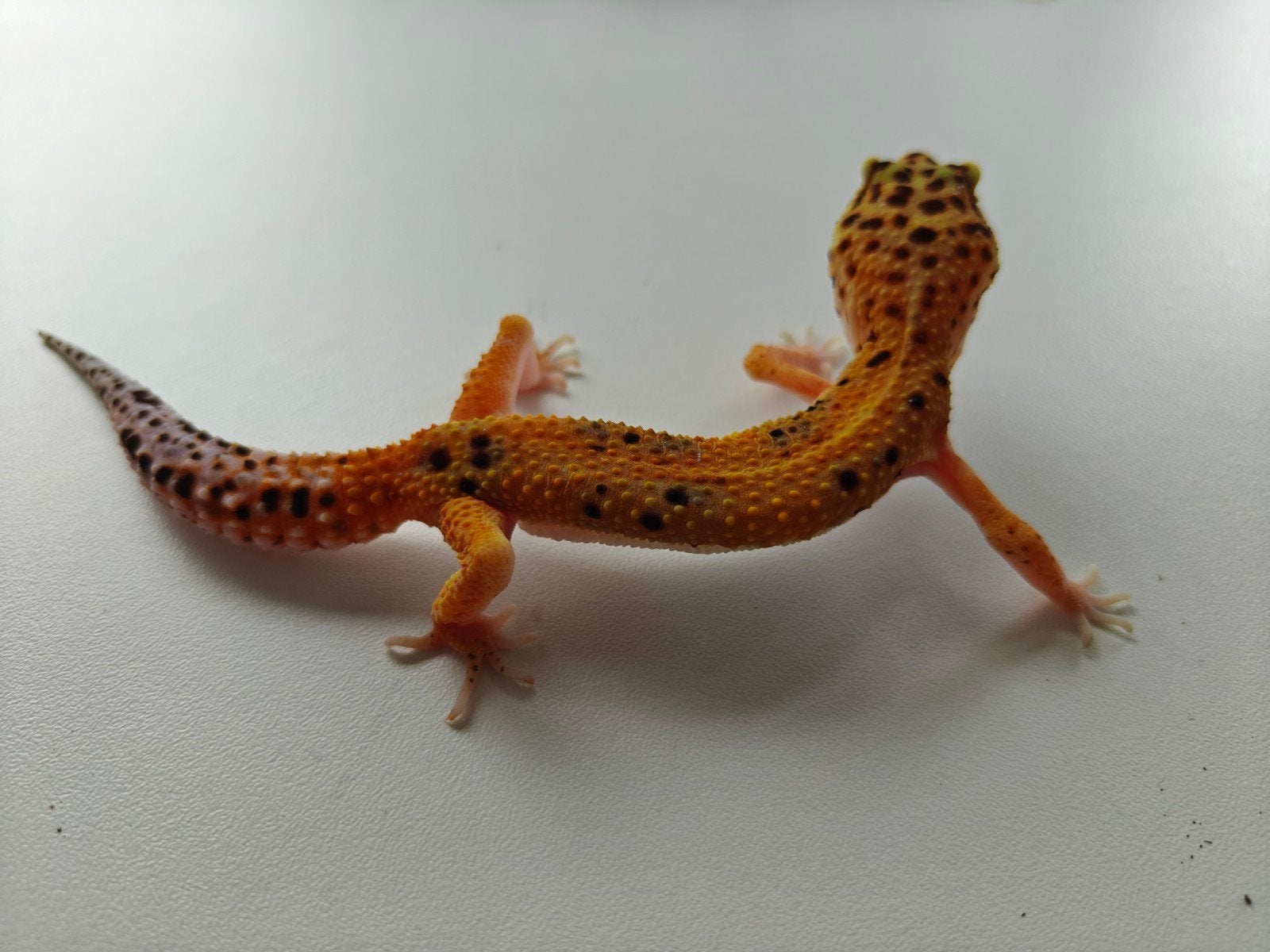 Oranje luipaardgekko vrouw te koop Leopard Gecko photo 3