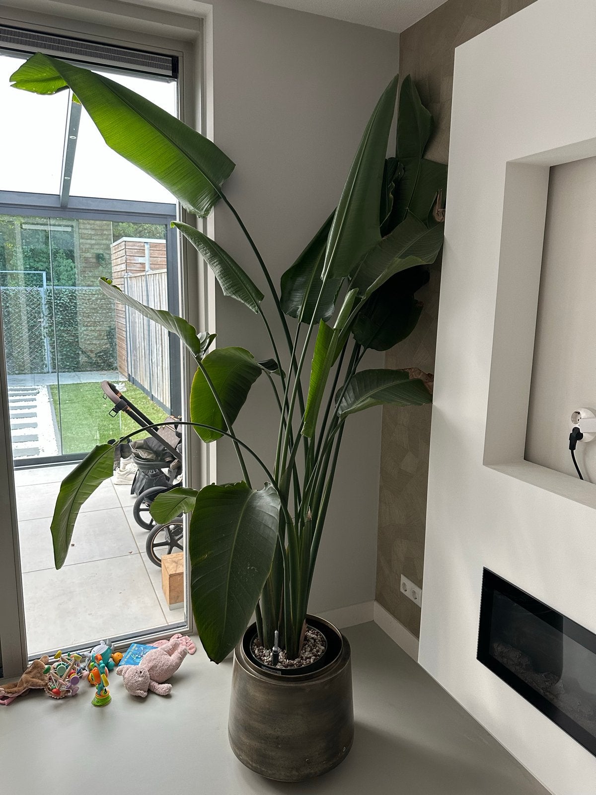 Grote Strelitzia Nicolai (Paradijsvogelplant), Ophalen, 200 cm of meer, Overige soorten, In pot