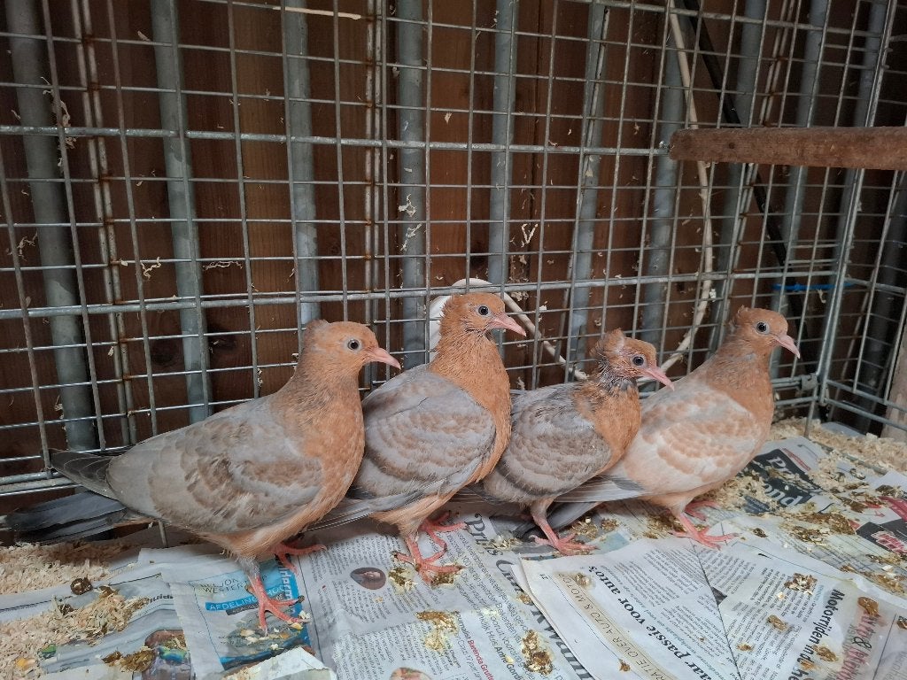 Mooie duifjes duiven piepers, Dieren en Toebehoren, Meerdere dieren, Overige soorten