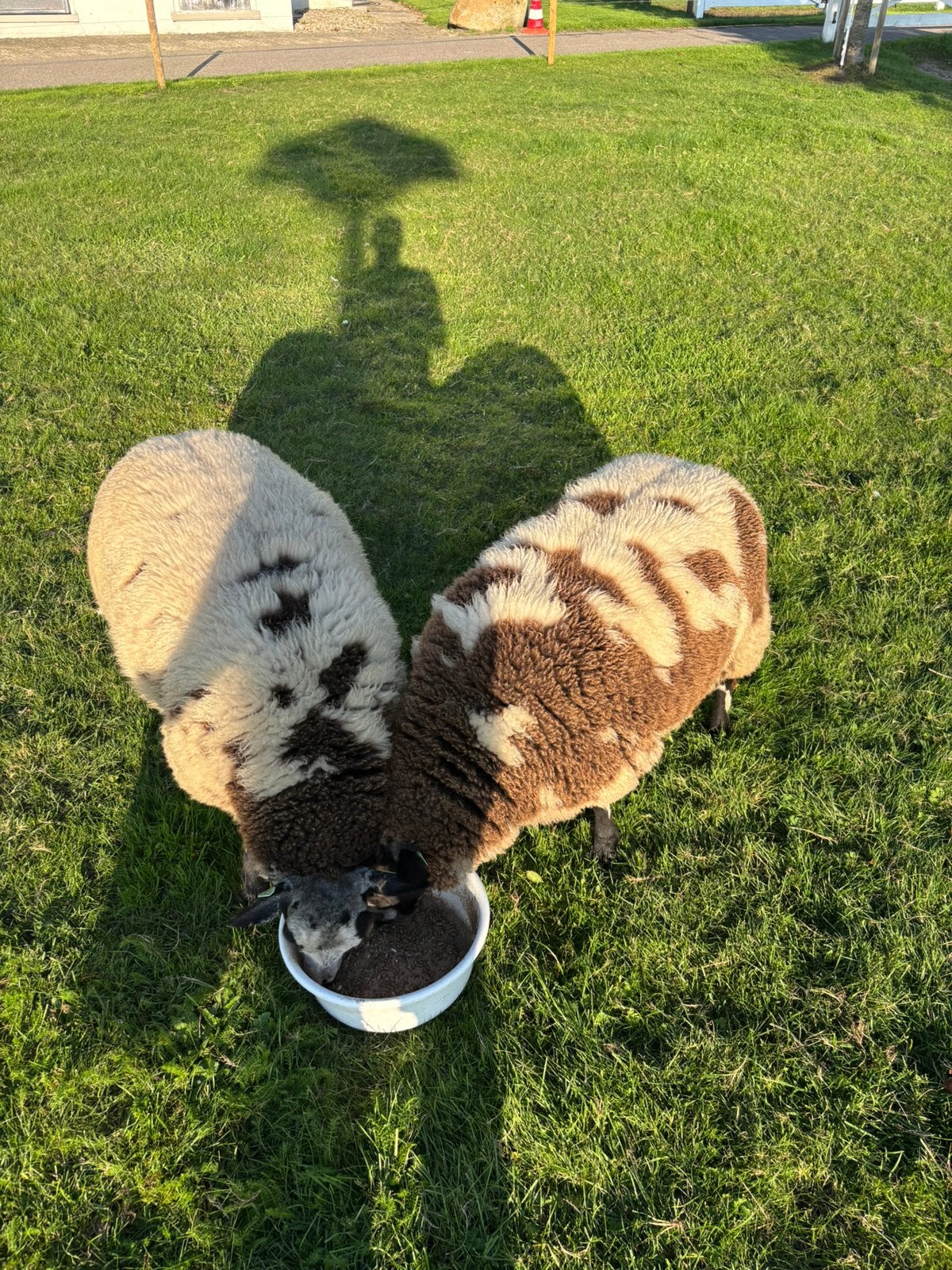 Bonte ooilammeren!, Dieren en Toebehoren, Mannelijk, Schaap