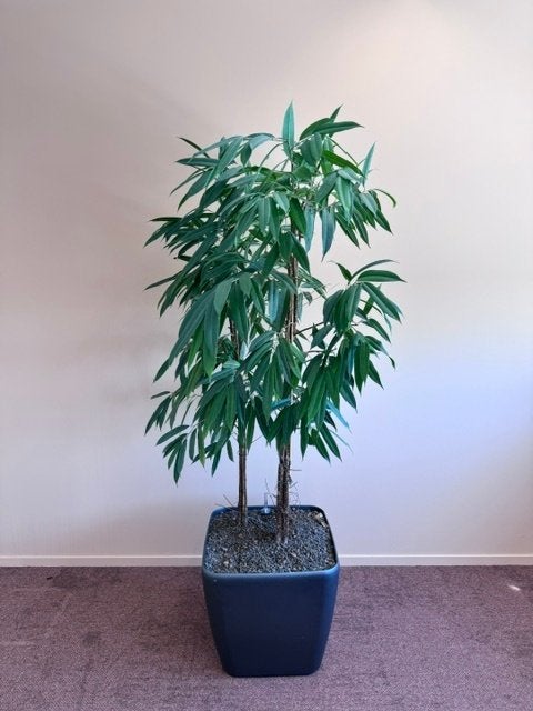Natuurlijke plant met pot/ kantoor planten 100euro/st, 3st