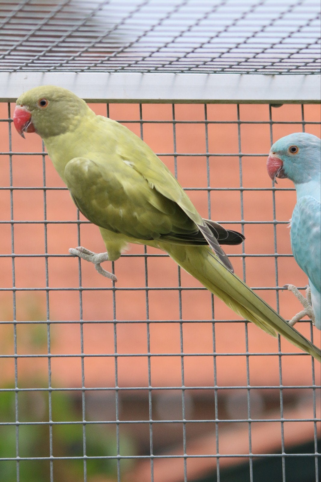4x
Halsbandparkieten Opaline split Bleekstaarten 2026, Dieren en Toebehoren, Meerdere dieren, Parkiet, Geringd