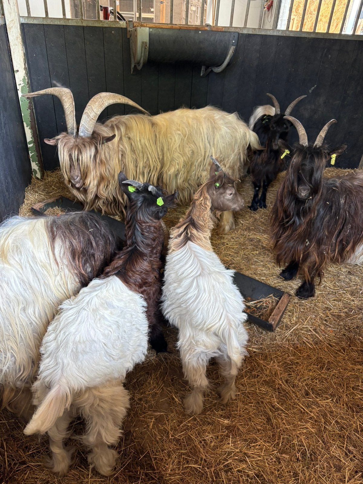 Wallische geiten, Dieren en Toebehoren, Schapen, Geiten en Varkens, Vrouwelijk, Geit