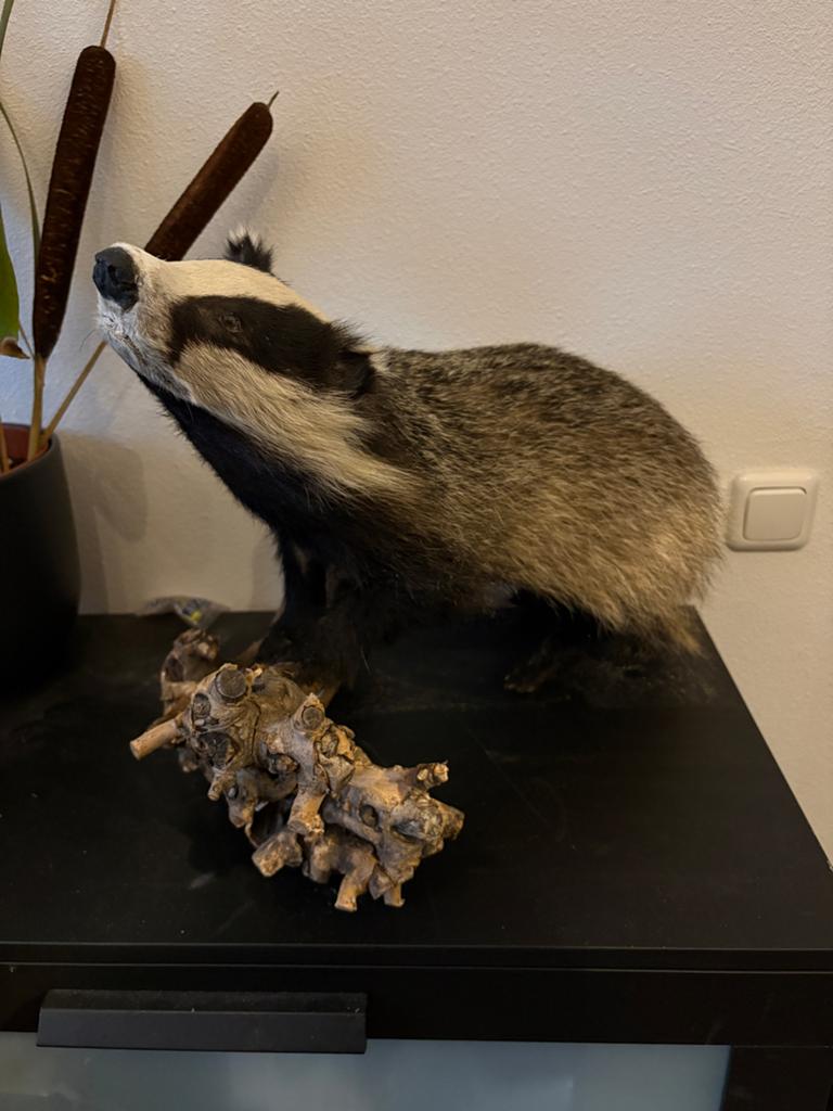 Opgezette das - Uniek decoratiestuk, Verzamelen, Dierenverzamelingen, Ophalen, Opgezet dier