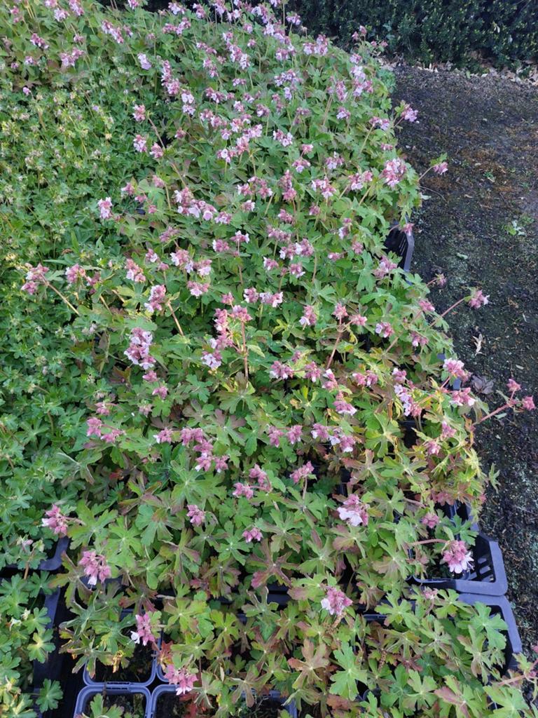 Geranium, Tuin en Terras, Ophalen, Overige soorten, Minder dan 100 cm