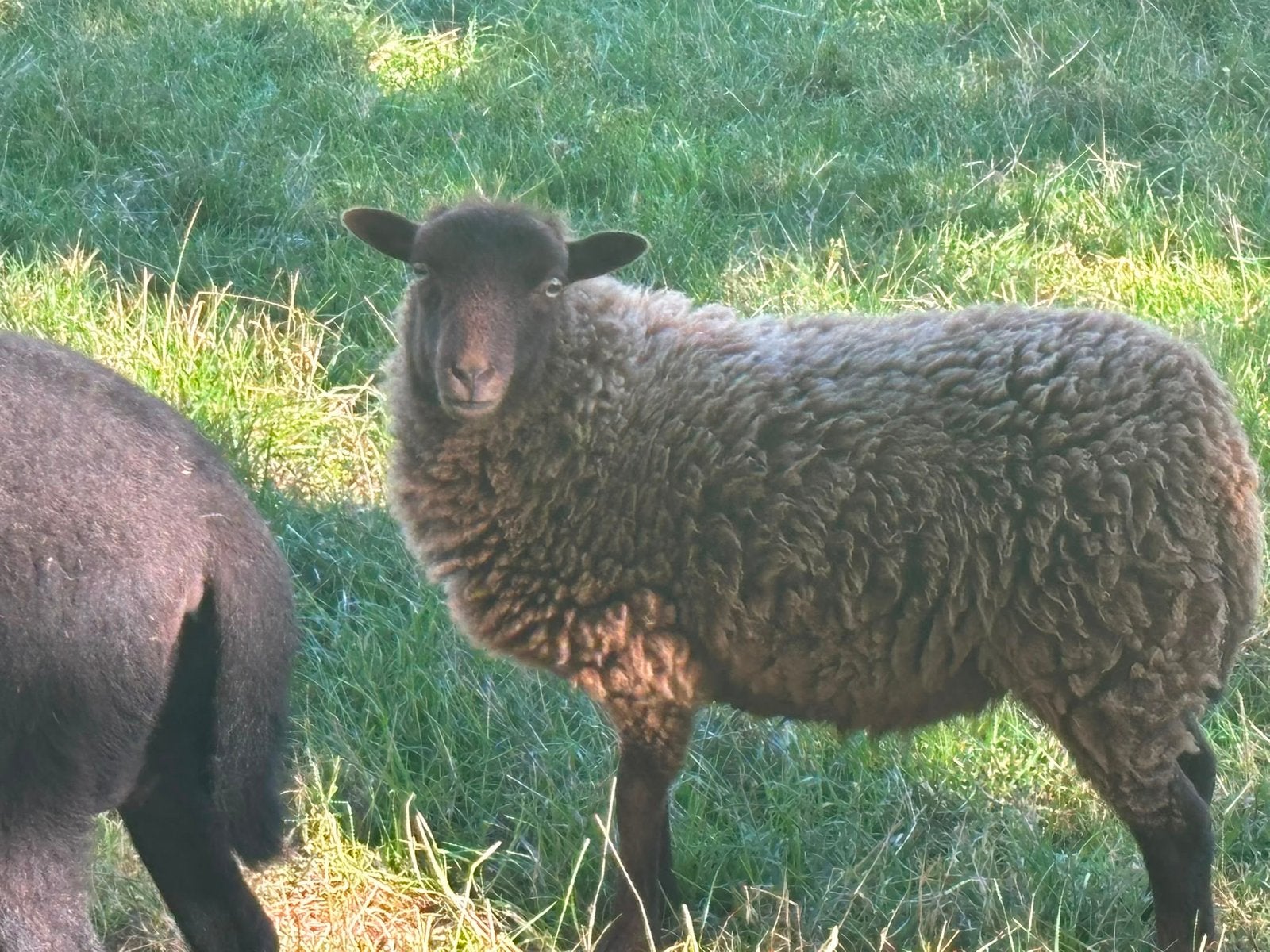 Ouessant schapen (ooien gereserveerd), Dieren en Toebehoren, Meerdere dieren, Schaap, 0 tot 2 jaar