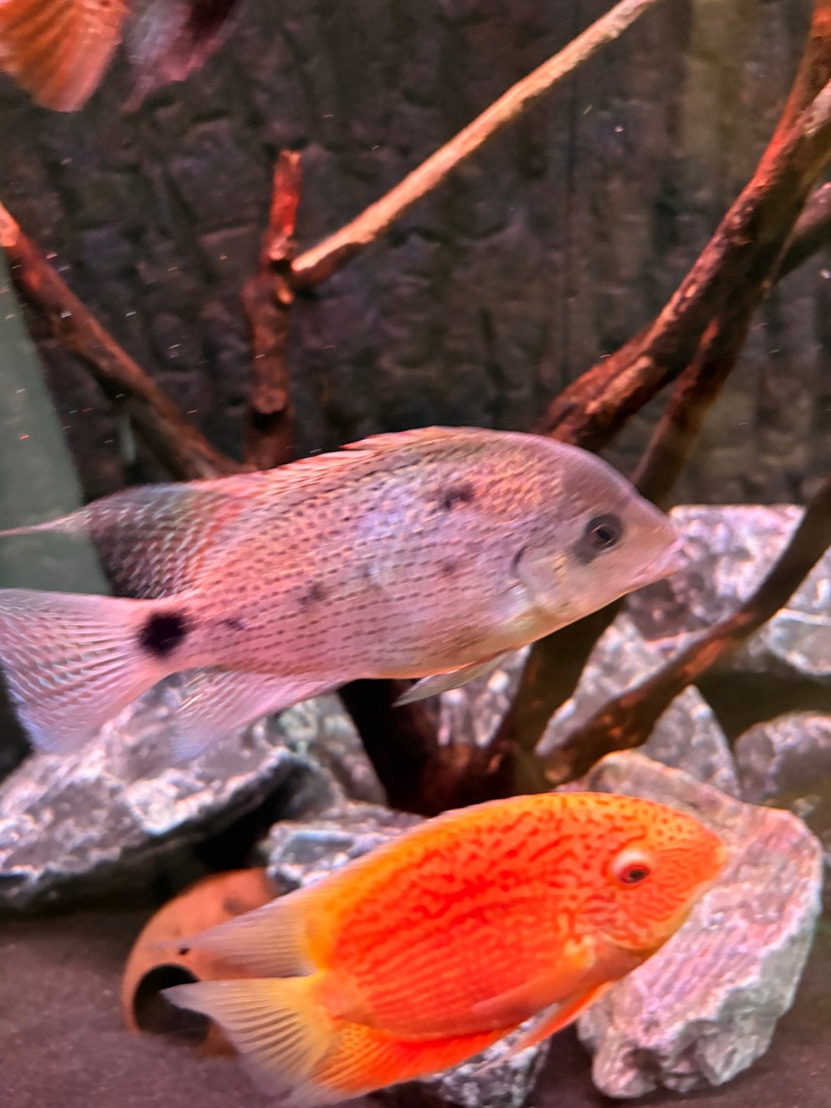 Vieja argentea. Zilveren cichlide. Amerikaans midden., Dieren en Toebehoren, Vissen | Aquariumvissen, Vis