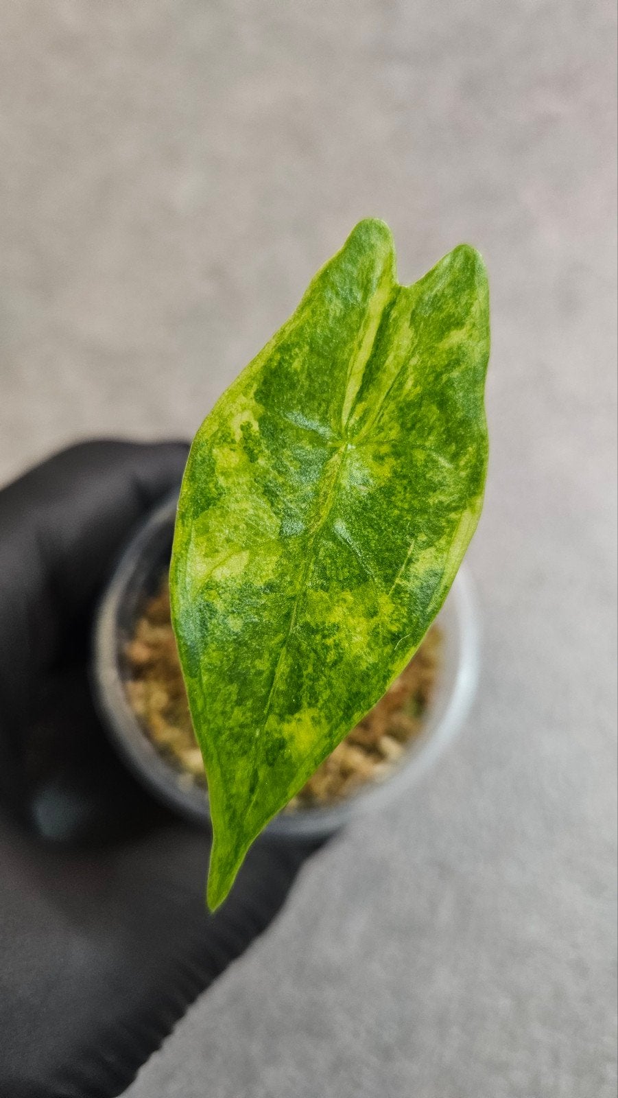 Alocasia Longiloba Albo (aurea) Variegata, Ophalen of Verzenden, Halfschaduw, Minder dan 100 cm