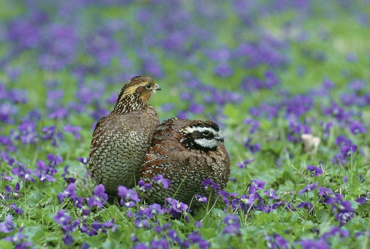 Jonge bobwhite kwartels | kuikens, Dieren en Toebehoren, Meerdere dieren, Overige soorten