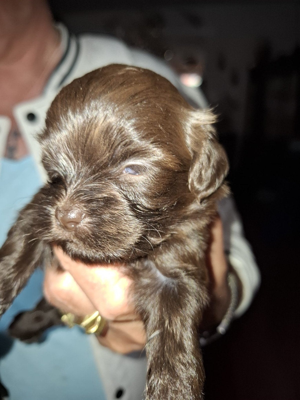 Puppies Bijna 5 Weken Maltipo / Boomer, Overige rassen, Meerdere, Meerdere dieren, Nederland