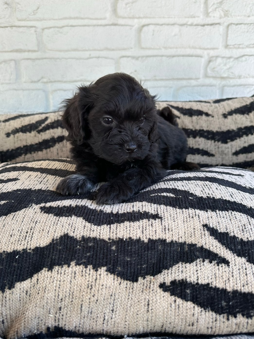 Boomer pups, maltezer x shitsu, Dieren en Toebehoren, Parvo, Nederland, Overige rassen, 8 tot 15 weken