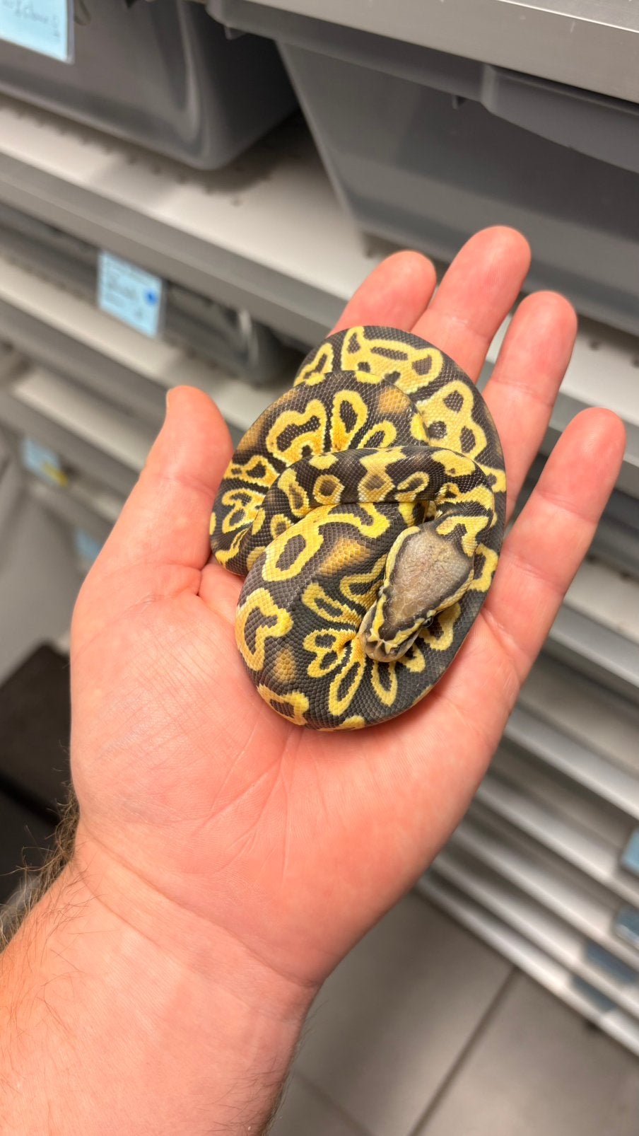 Pastel GHI ghost 100% het clown ball python, Slang, 0 tot 2 jaar