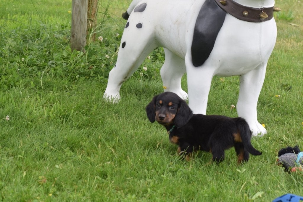 Teckel dwerg langhaar pups, Dieren en Toebehoren, Honden | Teckels en Dashonden, Meerdere dieren, Langhaar, Dwerg, Fokker | Professioneel