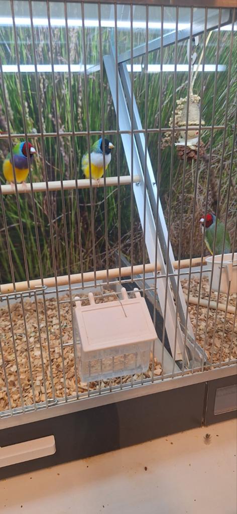 Prachtige gouldamadines, Meerdere dieren, Tropenvogel