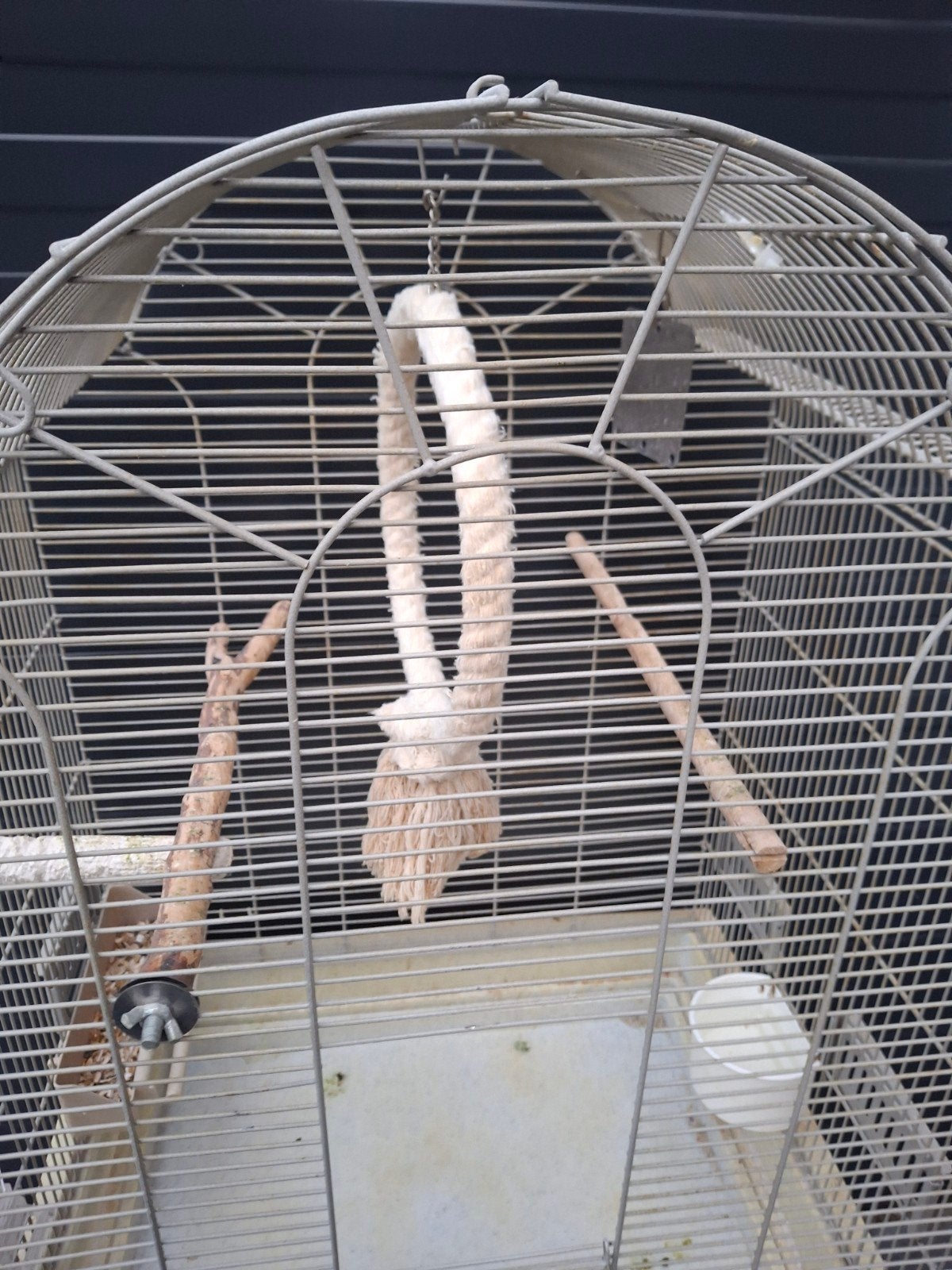 vogelkooi, Dieren en Toebehoren, Mannelijk, Parkiet