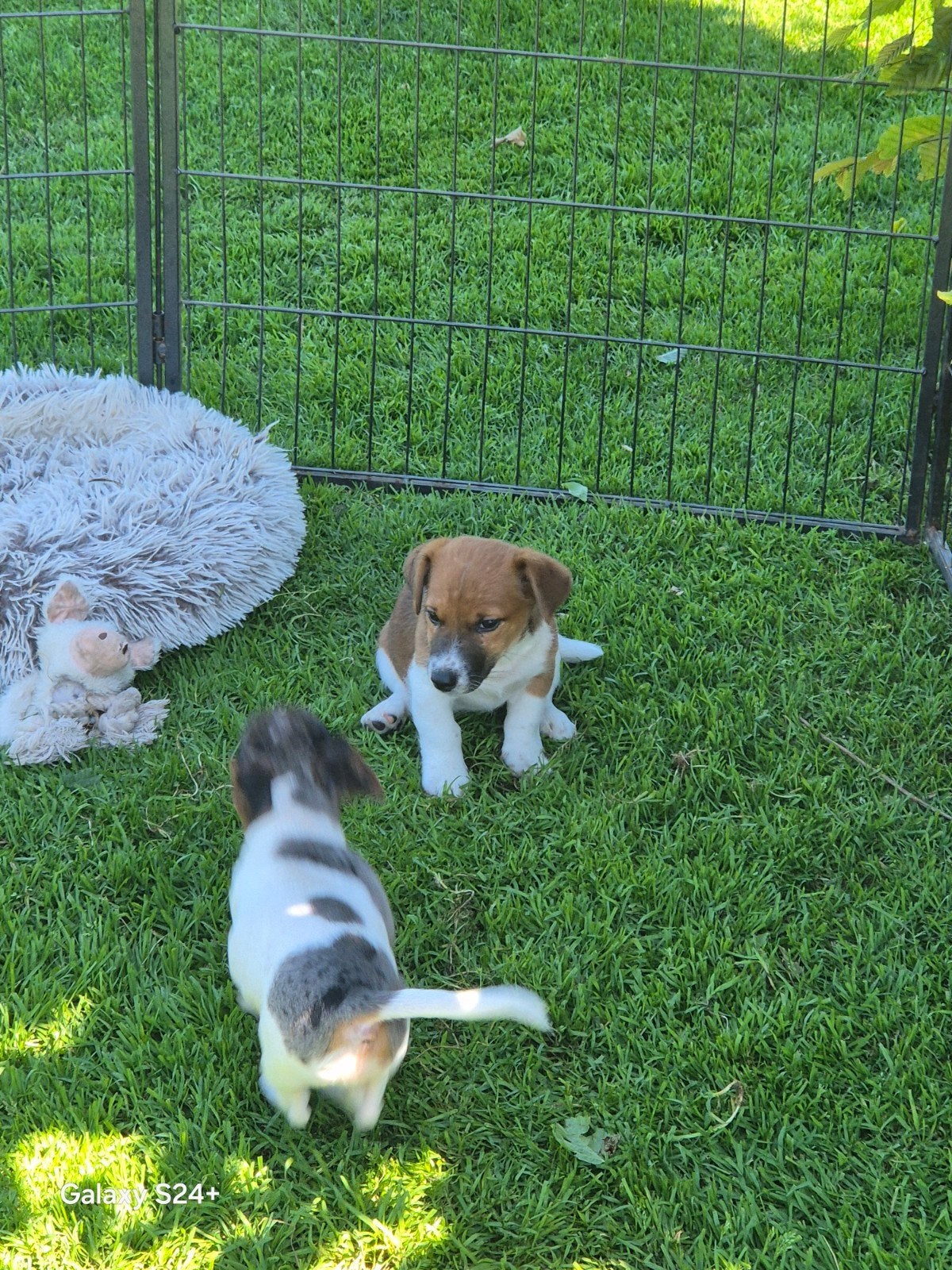 Nog 2 topperjes te koop jackrussel Reutjes, Dieren en Toebehoren, Honden | Jack Russells en Terriërs, Parvo, Jack Russell Terriër