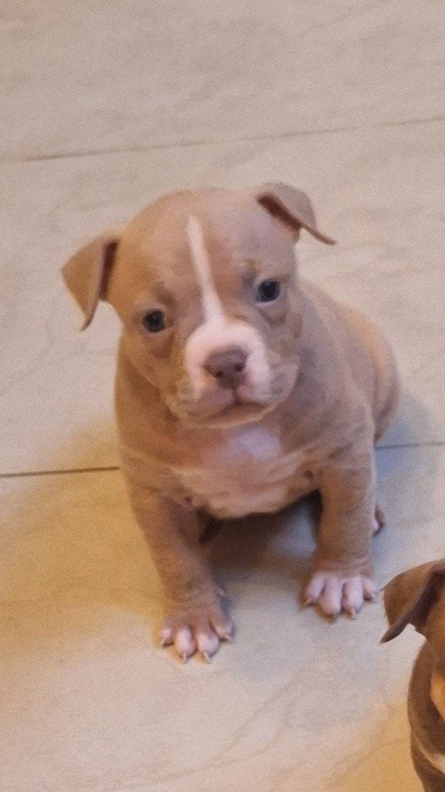 pockett bully puppy's, Dieren en Toebehoren, 8 tot 15 weken, Bulldog, Meerdere, Meerdere dieren