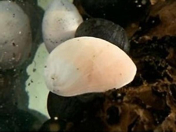Neritina gold/white Helmet slak - Koidream Valburg, Dieren en Toebehoren, Slak of Weekdier, Zoetwatervis
