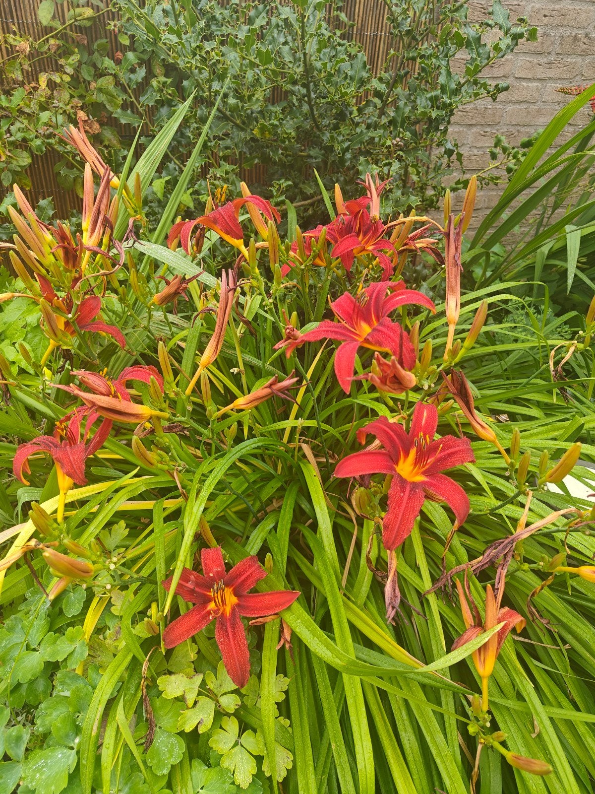 Daglelie Sam Russel, Overige soorten, Volle zon, Vaste plant, Ophalen of Verzenden