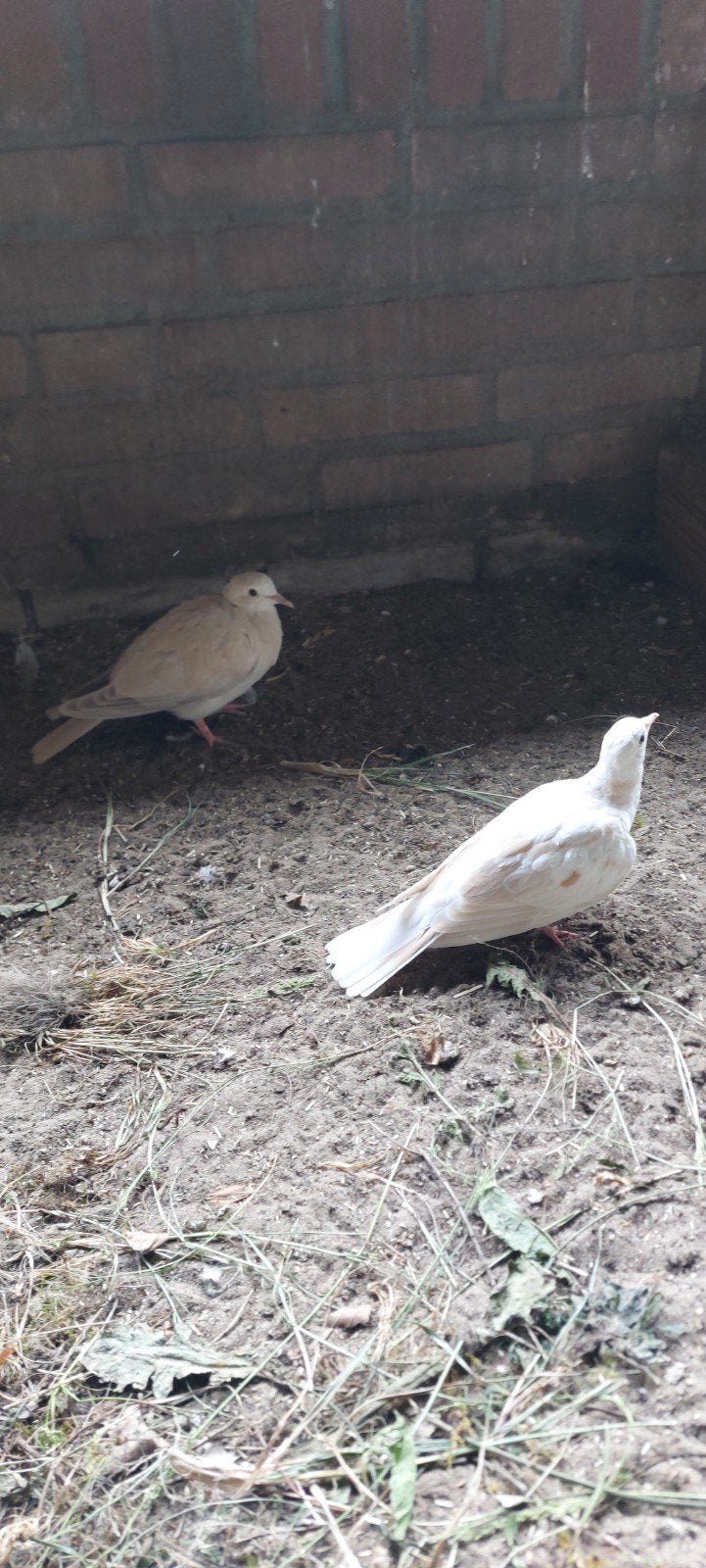 Tortelduifjes, Dieren en Toebehoren, Geslacht onbekend, Overige soorten