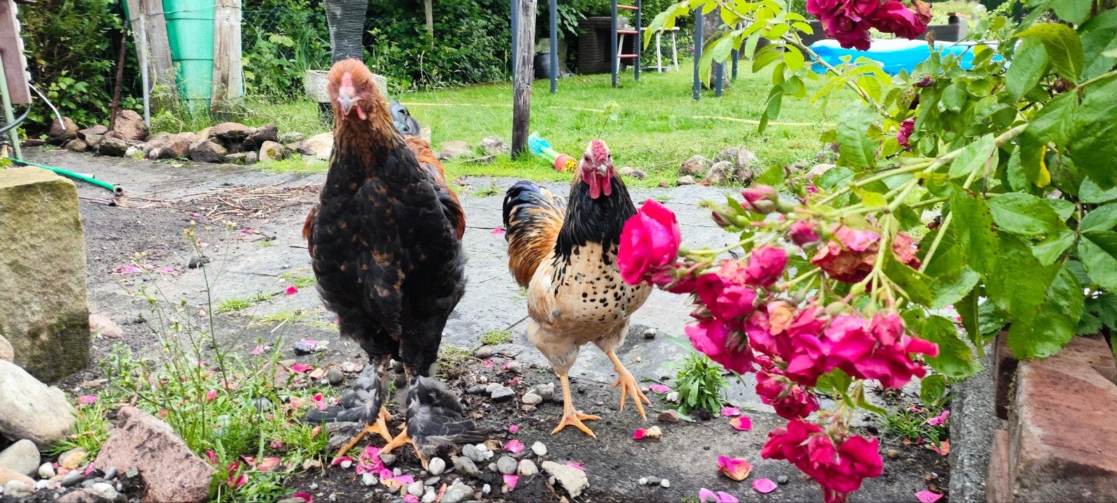 brahma haan, Meerdere dieren, Kip