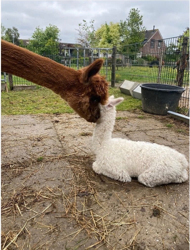 June merrie alpaca AAB011098 met merrie veulen van dit jaar, Dieren en Toebehoren, Juni, Vrouwelijk