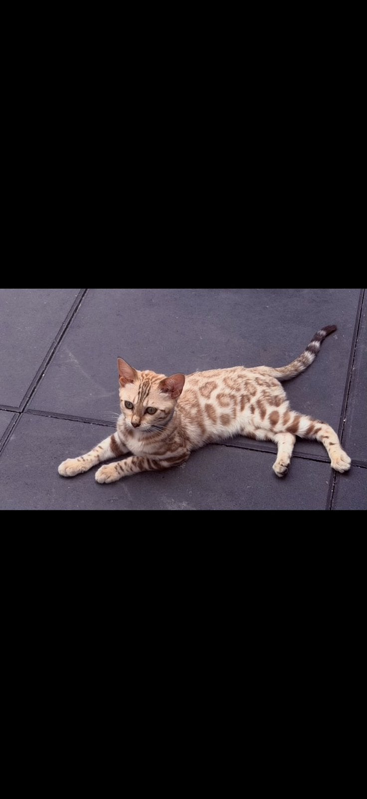 Snow bengaal poes, Dieren en Toebehoren, Poes, Ontwormd