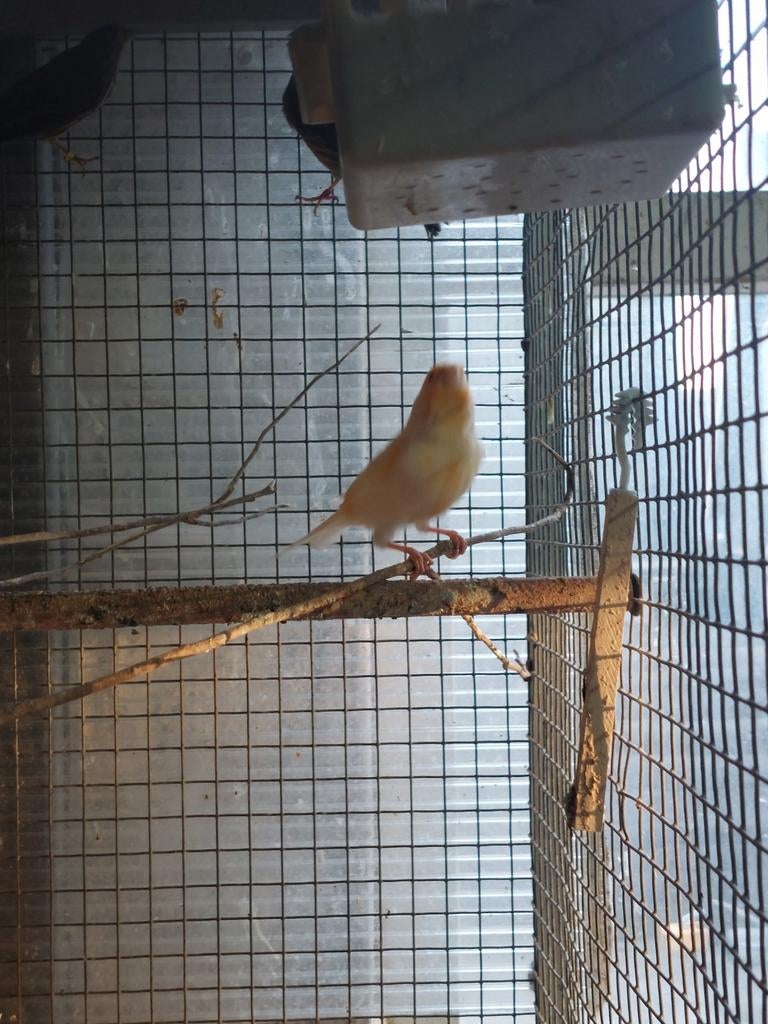Man kanarie 2025, Dieren en Toebehoren, Vogels | Kanaries, Mannelijk, Kleurkanarie