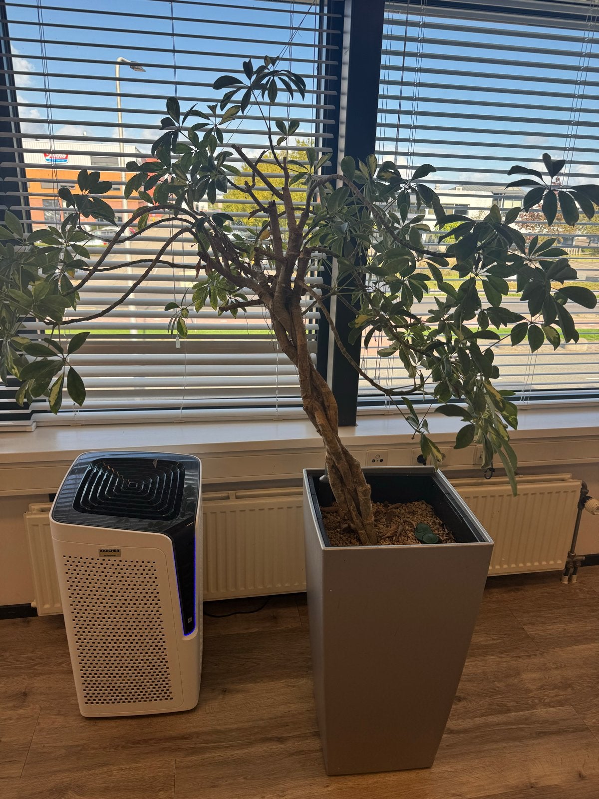 Grote Schefflera / Vingerboom - gratis af te halen, Huis en Inrichting, Ophalen, Overige soorten, Halfschaduw, In pot