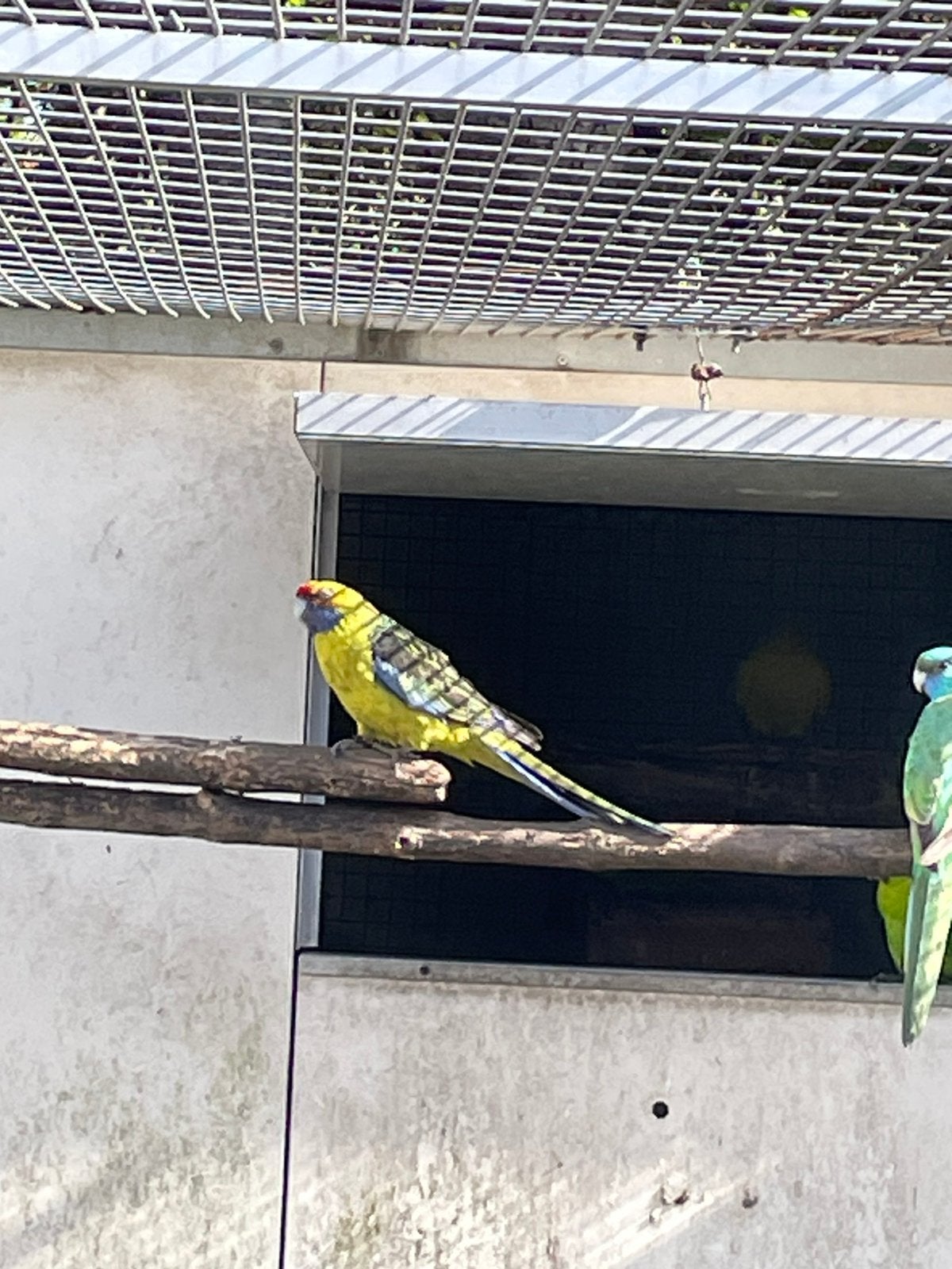 Gevraagd. 0–1 geelbuik rosella., Meerdere dieren, Parkiet
