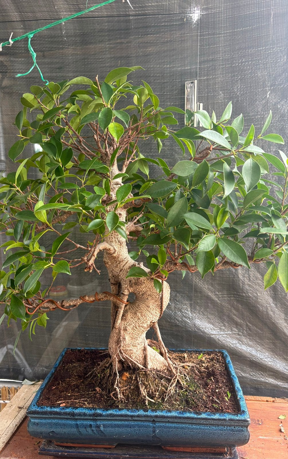 Mooie, grote ficus bonsai met blauwe schaal, Tuin en Terras, Ophalen, Minder dan 100 cm