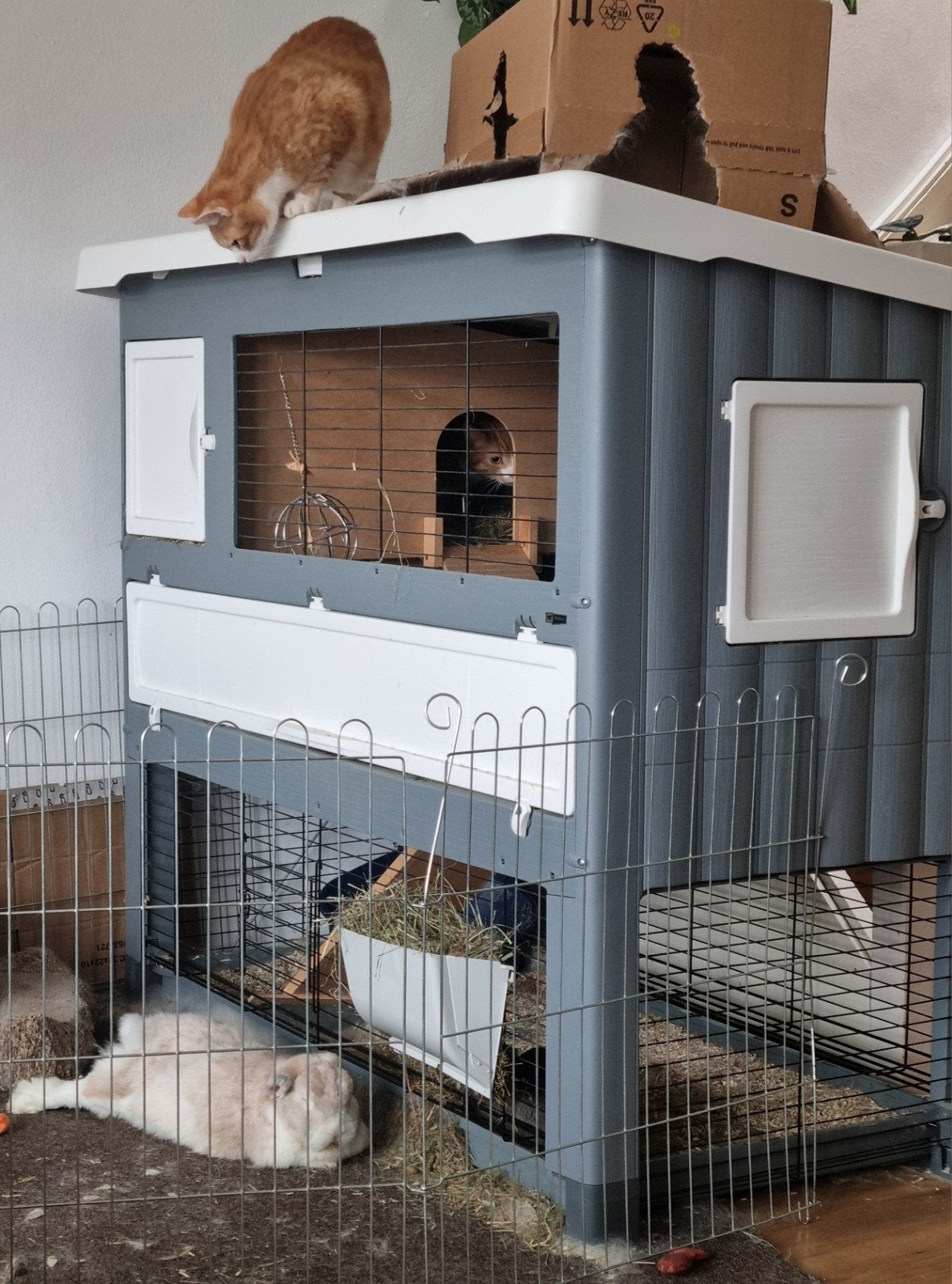 Konijnen-/caviahok Ferplast 140, Dieren en Toebehoren, Knaagdieren en Konijnen | Hokken en Kooien, Ophalen, 90 cm of meer, Konijn
