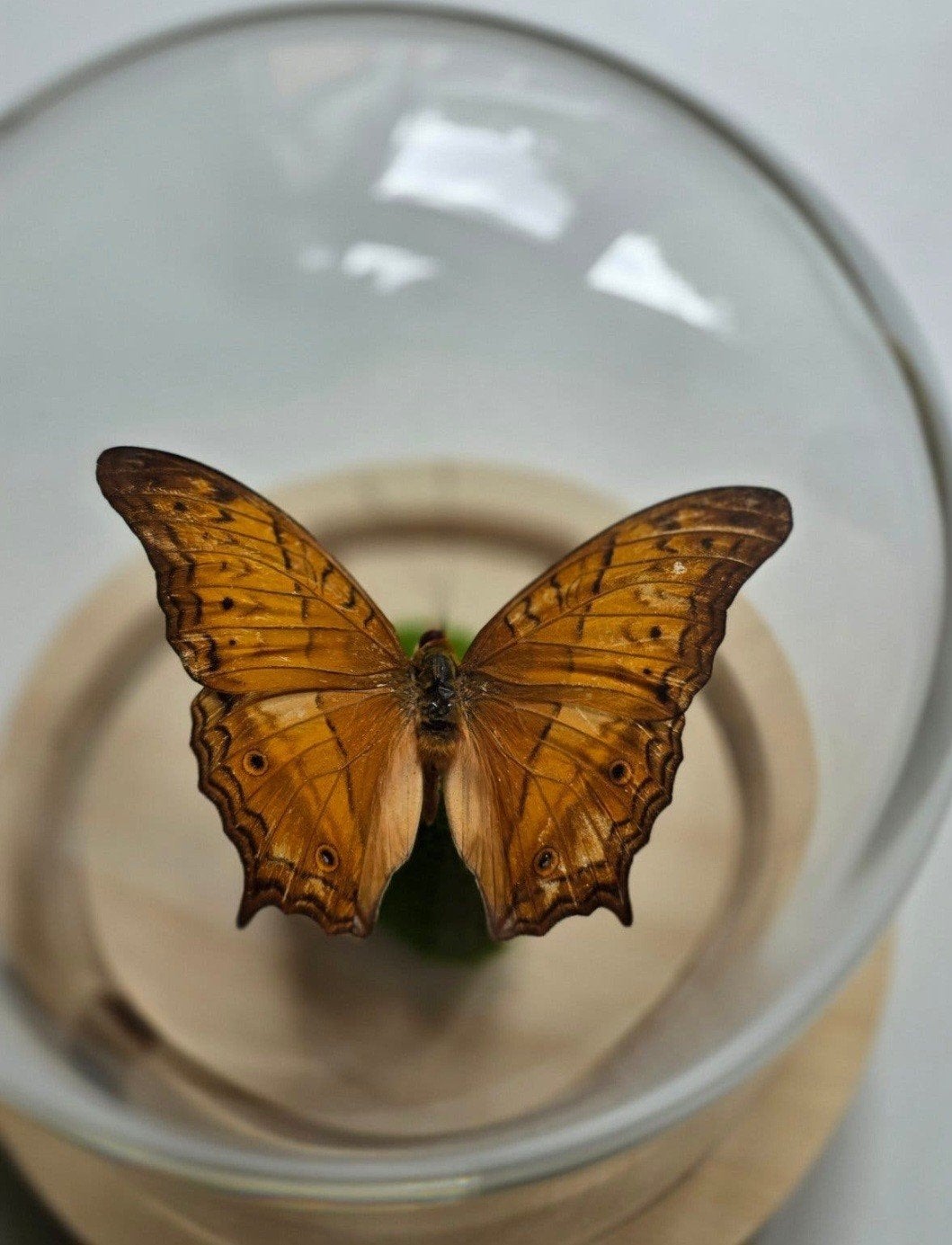 rustieke stolp met vlinder, Ophalen, Nieuw, Insect, Opgezet dier
