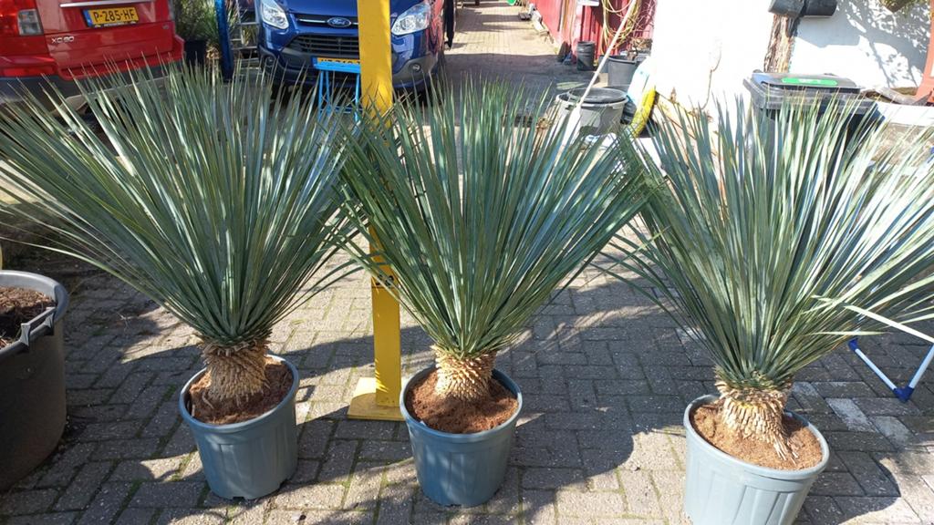 Yucca Rostrata - 140cm , Winterharde Palmlelie, Ophalen